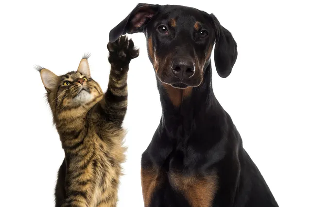 Will a Doberman Be Good With My Cat? 7 Important Tips & FAQs