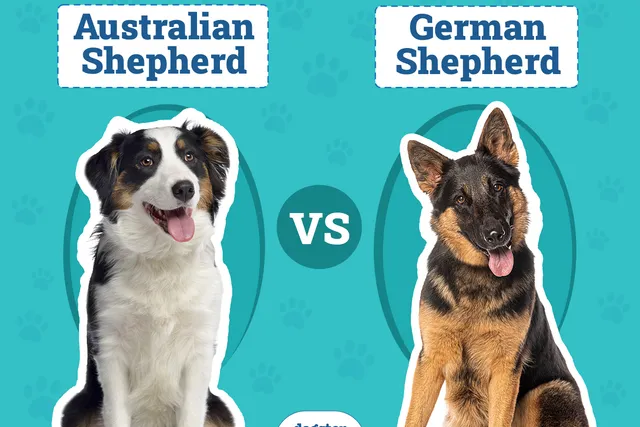 Australian Shepherd vs German Shepherd: The Differences (With Pictures)