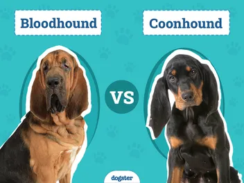 Bloodhound vs Coonhound: The Differences (With Info & Pictures)