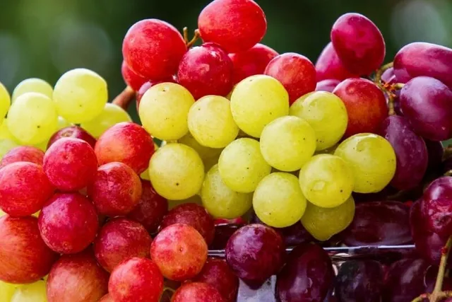 Are Dogs Allergic to Grapes? Vet-Approved Health Facts