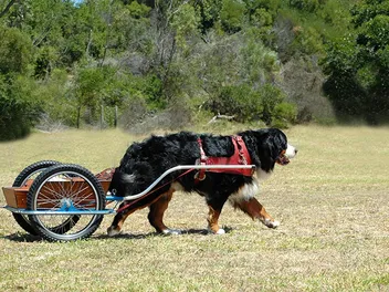 Bernese Mountain Dog Carting: History & How to Train Them