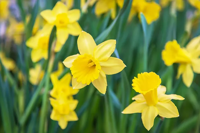 What Flowers Are Poisonous to Dogs? 17 Common Flowers to Keep Away From Your Pup