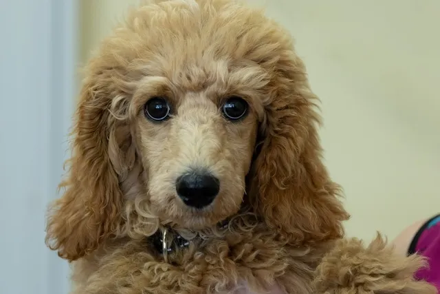 Café Au Lait Poodle: Info, Pictures, Origin & History