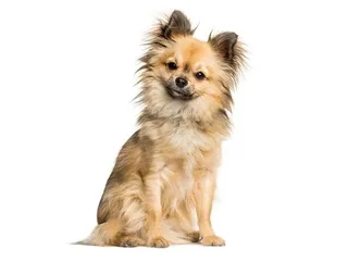 Chi-Chi (Chinese Crested & Chihuahua Mix): Info, Pictures & Care
