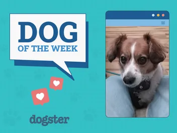 Dogster Photo Contest: Dogs of the Week Winners (May 08, 2025)