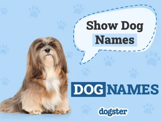 Show Dog Names: From Fancy to Bizzare
