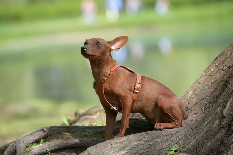 Miniature pischer Pin their Ears Back