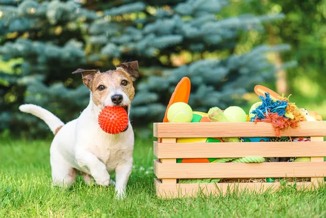 My Dog Swallowed a Squeaker: Our Vet Discusses Risks, Signs & Next Steps