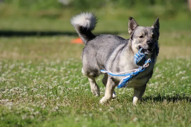 6 Awesome Off-Leash Dog Parks in Raleigh, NC (2026 Update)