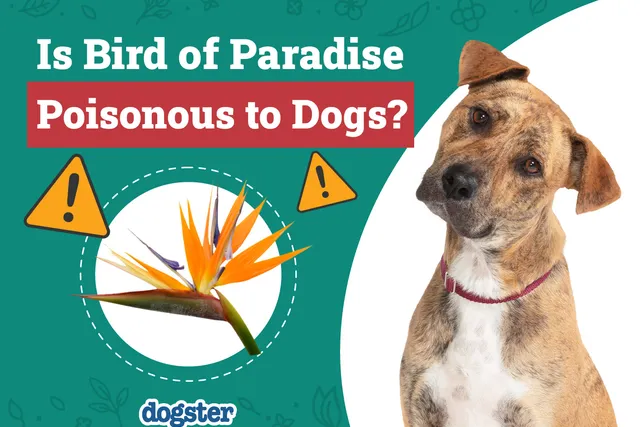 Is Bird of Paradise Poisonous to Dogs? Vet-Verified Info, Signs & Prevention Tips
