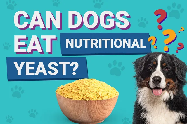 Can Dogs Eat Nutritional Yeast? Vet-Verified Nutrition Facts & Info