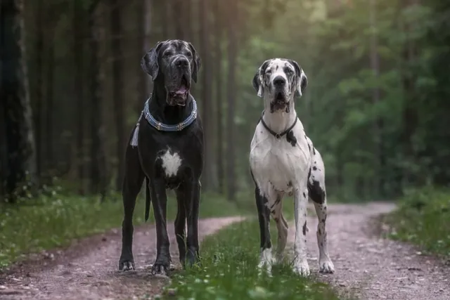 10 Interesting Great Dane Facts You Might Not Know
