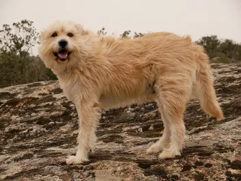 Dutch Smoushond Dog Breed: Info, Pictures, Care & More
