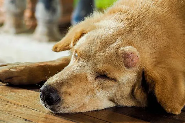 Is Cancer Prevention for Dogs Possible? Everything You Need to Know!