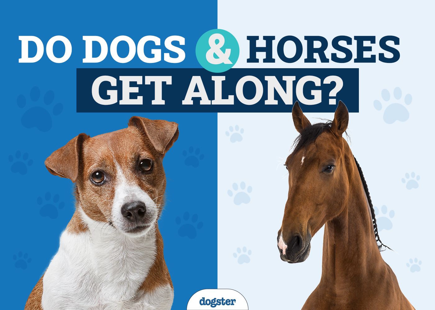 Does Dog Get Along with Horse