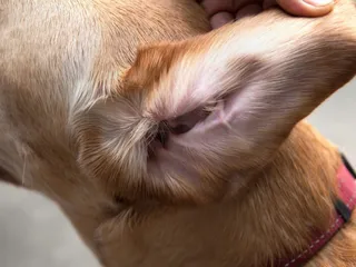 11 Fascinating Facts About Your Dog’s Ears: Vet-Reviewed Facts & FAQ