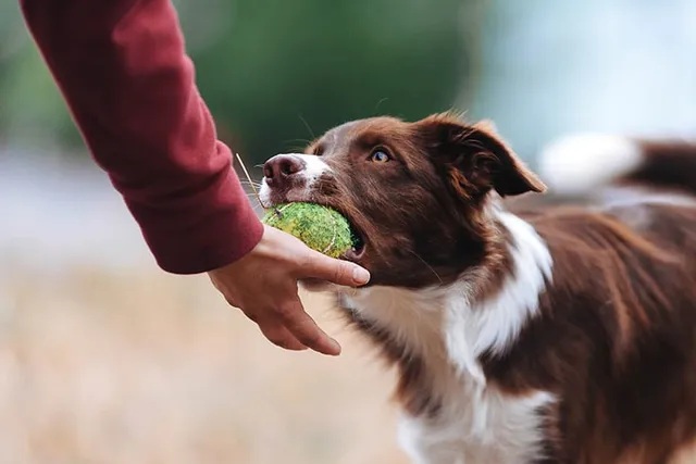 How Smart Are Border Collies? Vet-Verified Facts & FAQ