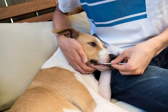 How Accurate Are Dog DNA Tests? Vet-Approved Tips on How to Use One