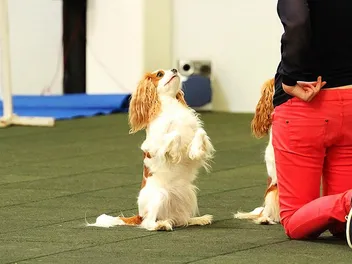 How to Train a Cavalier King Charles Spaniel: 9 Expert Tips