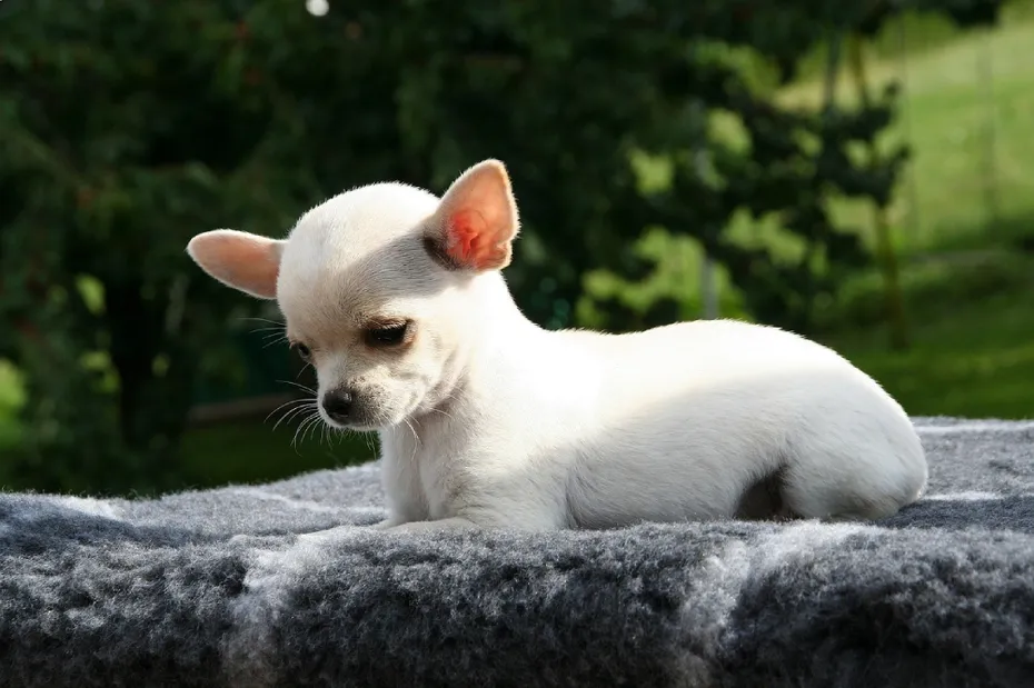 white Chihuahua dog resting on the blanket