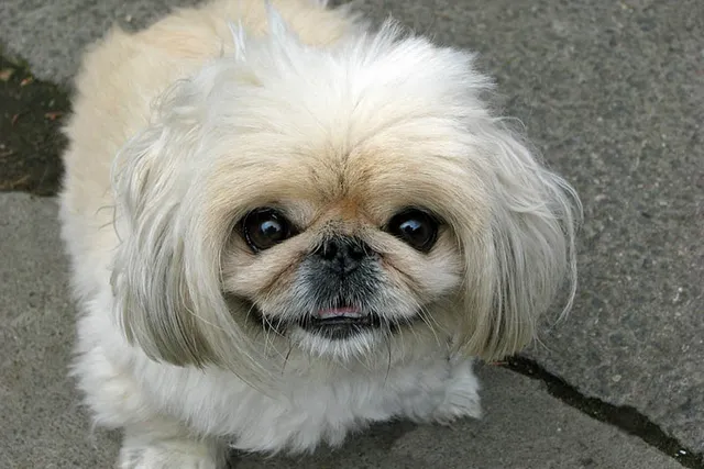 287 Popular & Unique Pekingese Dog Names