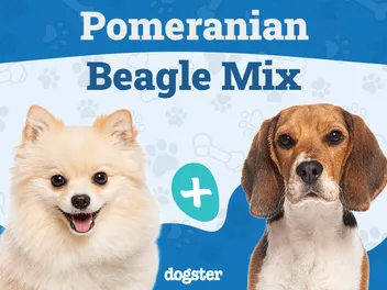 Pomeagle Dog Breed Guide: Info, Pictures & Care Guide