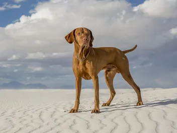 How Good Is a Vizsla With Kids? Temperament, Ways to Interact, & FAQ (Vet-Reviewed)