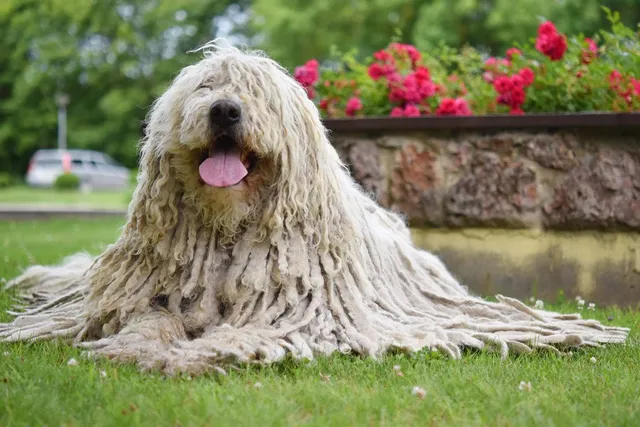 24 Unique & Rare Dog Breeds You’ll Want to Know About: Info & Pictures