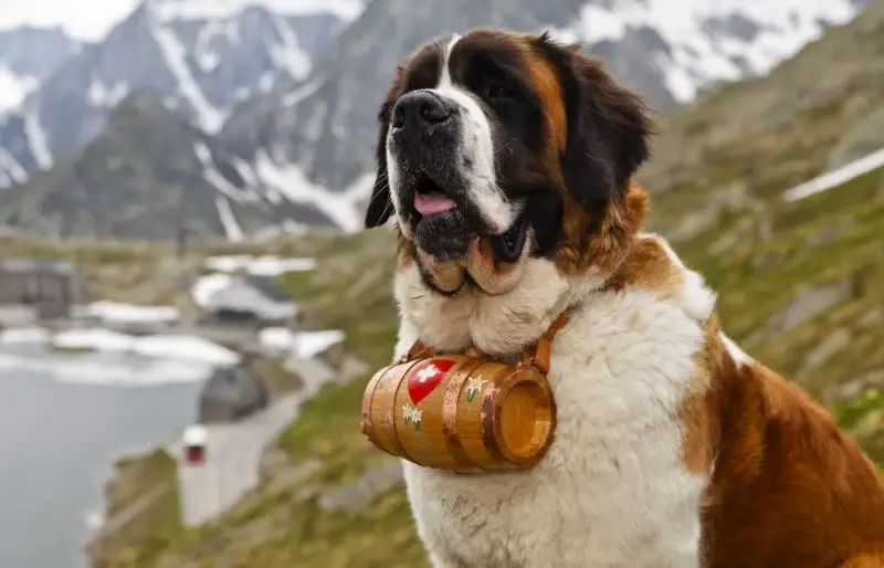 saint bernard dog