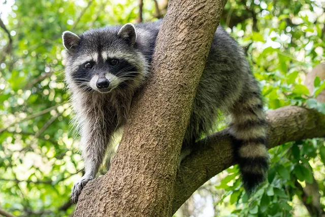 Will a Raccoon Attack a Dog? Vet-Approved Safety Advice