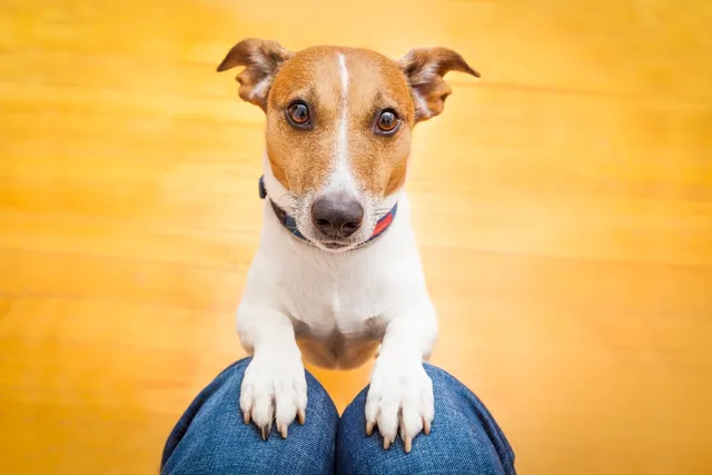 Why Do Dogs Beg for Food? 4 Reasons & How to Prevent This Behavior (Vet-Reviewed)