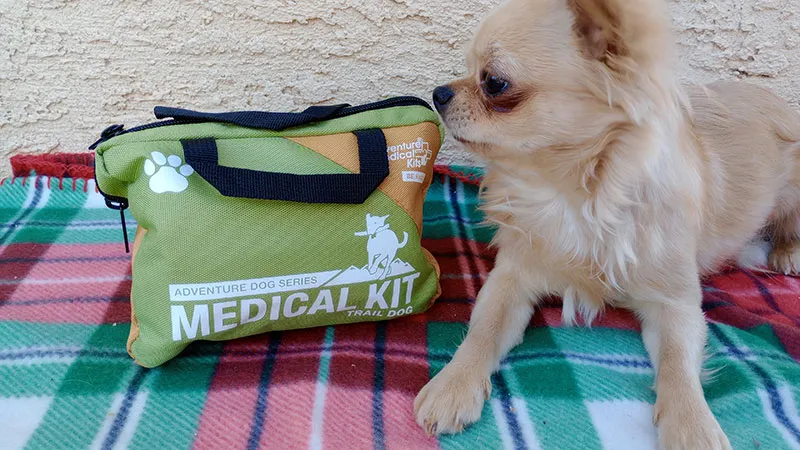 baby the cool chihuahua with vet in a box medical kit