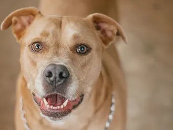 Labrabull (Pitbull & Labrador Mix): Info, Pictures, Care & More