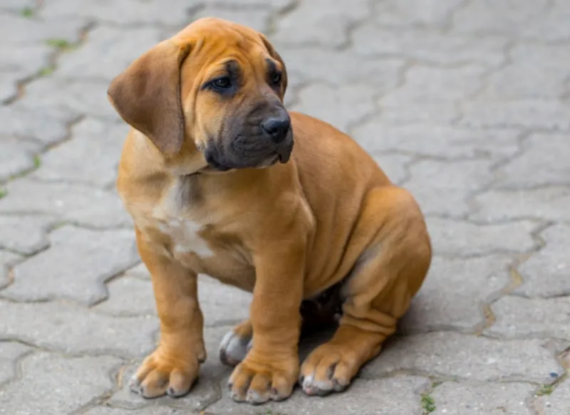 Boerboel puppy sitting outdoor