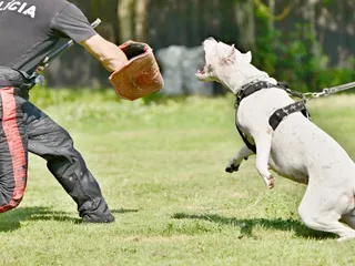 How Strong Is a Dogo Argentino’s Bite Force? PSI Measurements & Facts