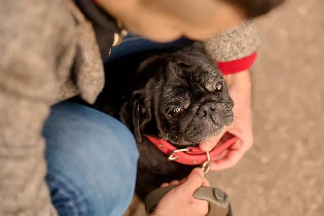 How to Measure a Dog for a Collar: 5 Vet-Reviewed Tips
