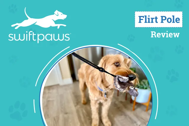 SwiftPaws Flirt Pole Review 2026: The Ultimate Toy to Exercise Your Pup
