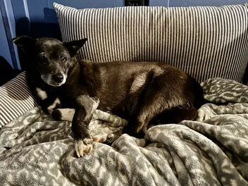 The Dog Bed Situation: How I Accommodate Two Picky Ladies