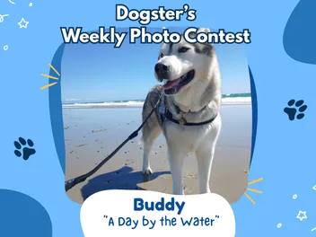 Dogster’s Weekly Photo Contest Winners: A Day by the Water (July 20, 2026)