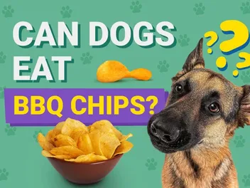 Can Dogs Eat BBQ Chips? Vet-Approved Facts & FAQ