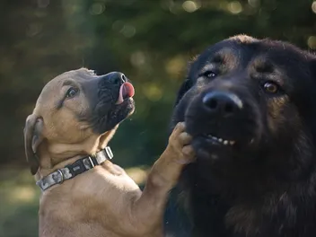Do Father Dogs Recognize Their Own Puppies? Facts & FAQ