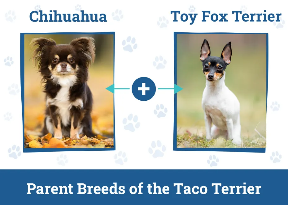 Parent Breeds of the Taco Terrier