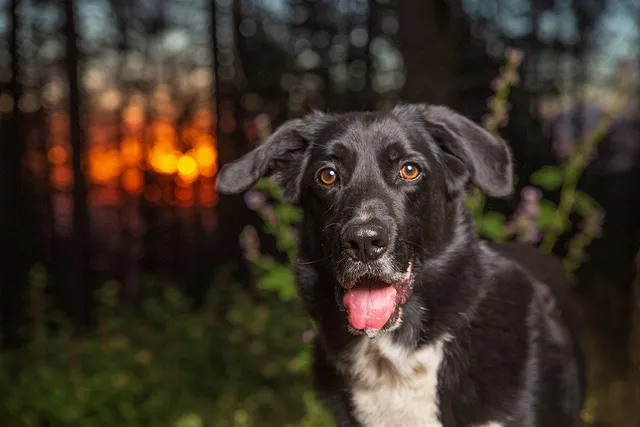 Border Collie Lab Mix (Borador) Dog Breed: Info, Pictures, Care & Traits