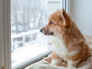 What Do Dogs Think About All Day? Vet-Verified Insights, Emotions & Body Language