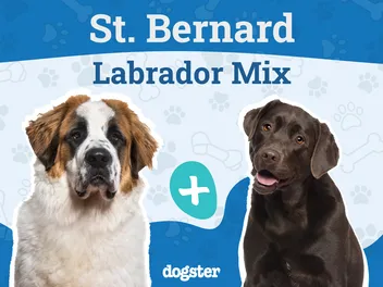 Labernard (St. Bernard Lab Mixed Dog Breed) Info, Pictures, Care & More