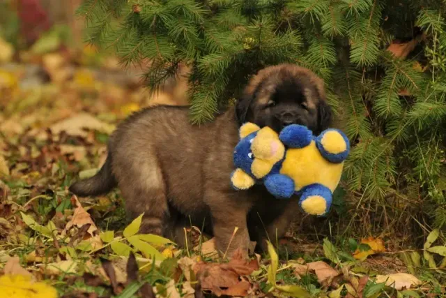 Do Dogs Think Their Stuffed Animals Are Real? Vet-Verified Behavior Science & Info