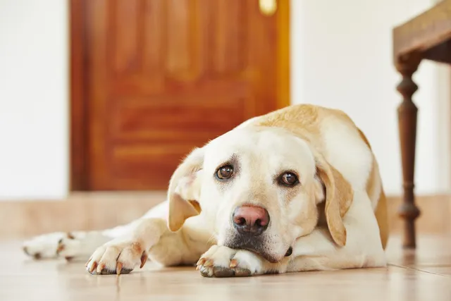Why Do Dogs Shake? Vet-Reviewed Causes & How to Handle It