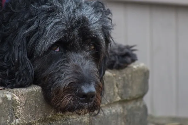 Springerdoodle Dog Breed: Info, Pictures, Care & More