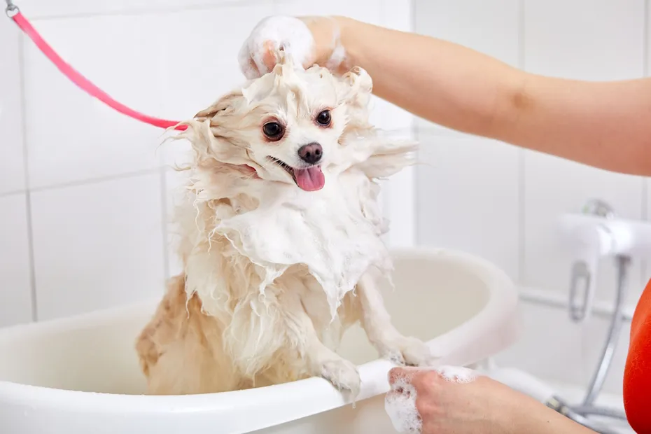 white-dog-taking-a-bath