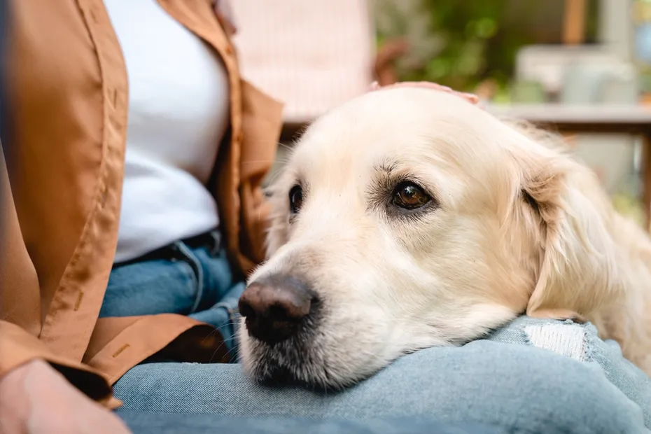 golden retriever dog resting its head on the lap of the owner